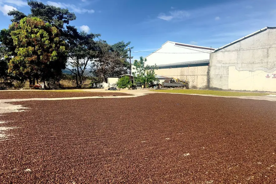 Café secándose en el patio rojo del beneficio