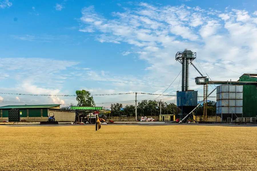 Patio de secado y silos del beneficio