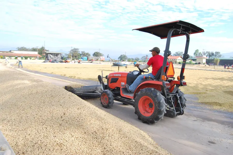 Tractor volteando el café en el patio de secado del beneficio