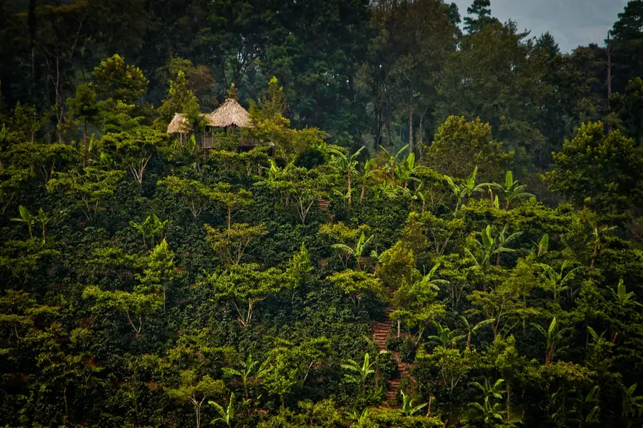 Bosque de sombra que rodea la finca