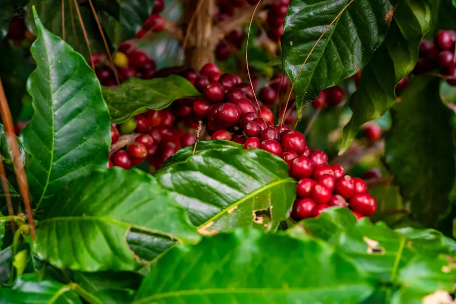 Cerezas de café maduras en la rama