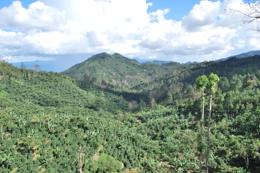 Vista del valle de Finca El Cascajal con los cafetales bajo sombra